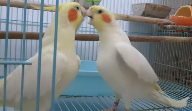 Pájaros protagonizan una pelea después de que uno de ellos intentó picotear al otro. Foto: captura de YouTube