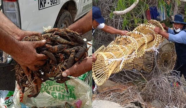 Veda del camarón se prolongará hasta el 31 de marzo. Foto: PNP