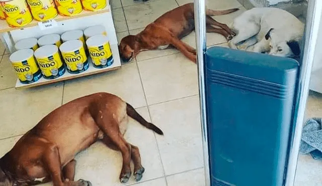 Las altas temperaturas no solo afectan a los humanos, sino también a los animales, por lo que la farmacia dejó a los perros refrescarse con el aire acondicionado. Foto: captura de Facebook