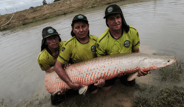 El paiche también es conocido como pirarucú y arapaima en Brasil Colombia y Perú. Foto: La República