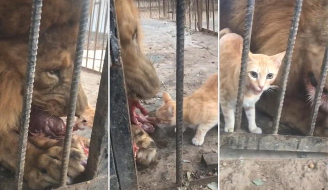 El usuario mostró en otros videos que el gato no era el único de su especie que hacía compañía al león en su jaula. Foto: captura de TikTok