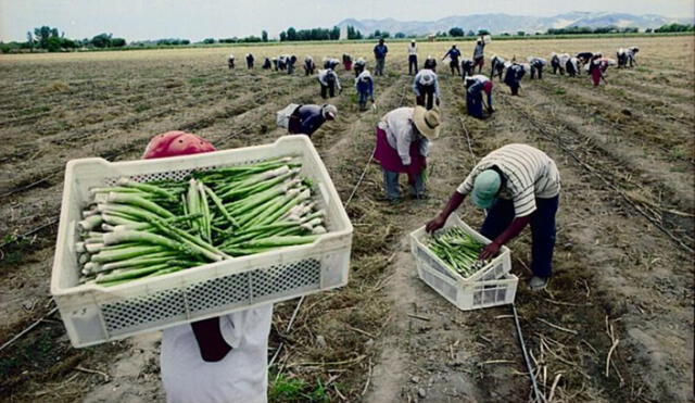 A nivel nacional, los trabajadores agropecuarios forestales y de pesca fueron cerca del 11%. Foto: Andina.