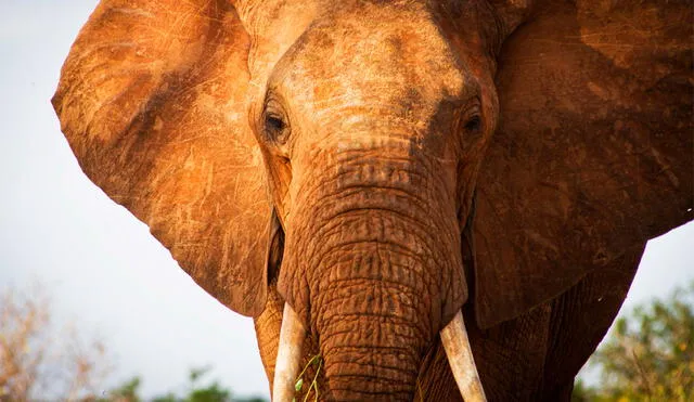 Los elefantes africanos están seriamente amenazados en la actualidad. Foto: AFP