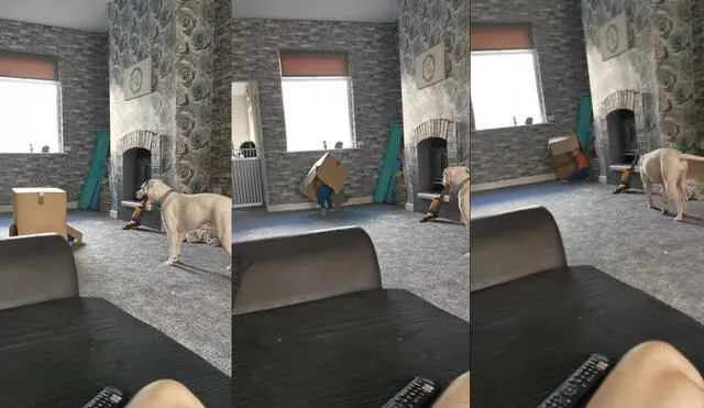 El perrito se alejó cuando vio la divertida caída del menor. Foto: captura de YouTube