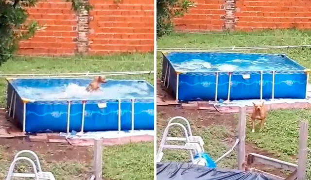Un hombre descubrió que su mascota aprovechó un descuido para refrescarse en la piscina, pero no imaginó que esta volvería a repetir su acción en la noche. Foto: captura de YouTube