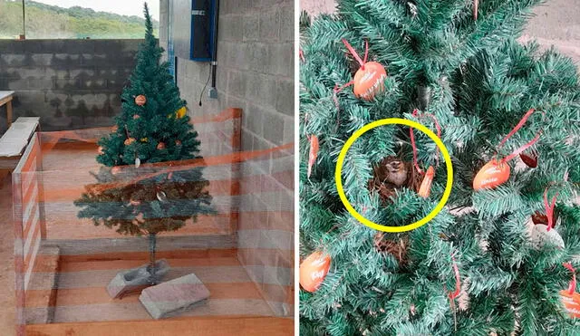 Los trabajadores estaban listos para desarmar el adorno navideño, pero se detuvieron al notar la presencia de un pequeño animal junto a sus crías. Foto: Santa Ángela Constructora/ Facebook