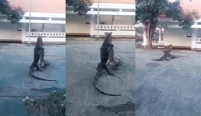 Ambos lagartos se metieron a pelear dentro de una pequeña pileta de agua. Foto: captura de YouTube