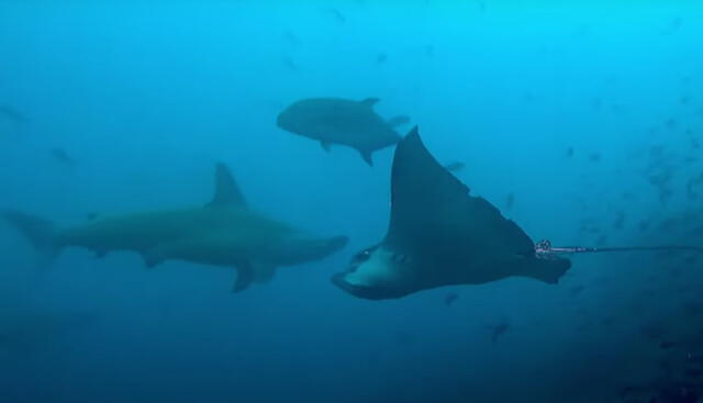 ‎Las rayas águila se caracterizan por su gran tamaño y manchadas redondeadas. Foto: captura de YouTube