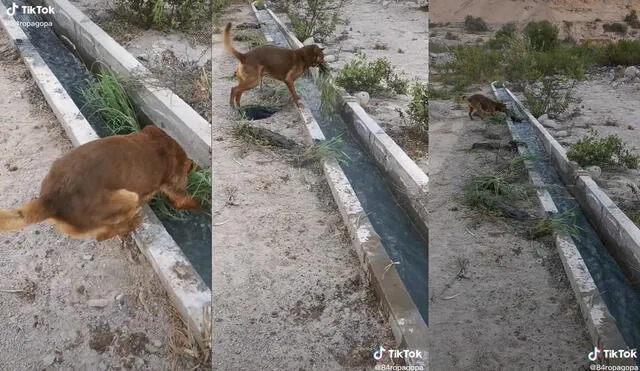 El animal trató de sacar toda la maleza del agua. Foto: captura de TikTok