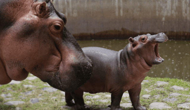 Los hipopótamos son parientes de las ballenas. Foto: AFP