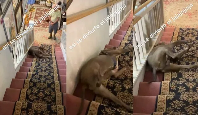 La dueña del can volvió a llamarlo para que mostrara de nuevo cómo jugaba con las escaleras. Foto: captura de TikTok