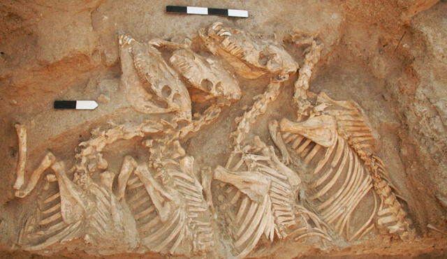 Esqueletos de kunga encontrados en un complejo  funerario de 4.500 años de antigüedad en Umm el-Marra, en el norte de Siria. Foto: Glenn Schwartz / Universidad Johns Hopkins