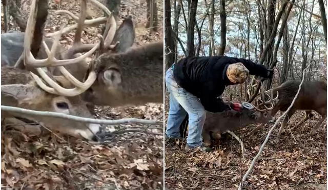 Al enterarse de la situación, el terrateniente decidió no atrapar a estos animales. Foto: captura de YouTube.