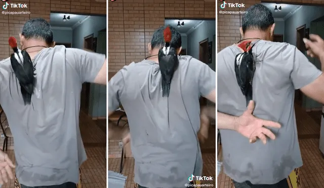 El ave se movía rápidamente sobre el cuerpo del muchacho evitando que lo atrapen. Foto: captura de TikTok