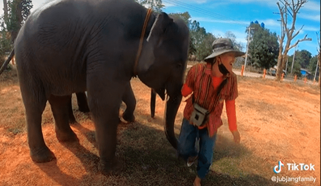 El elefante hizo descender al joven del lomo de su compañero. Foto: captura de TikTok