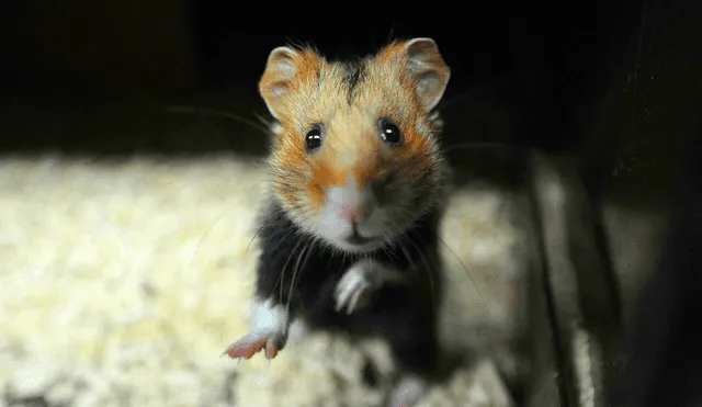 Las autoridades creen que las mascotas fueron importadas de Países Bajos y pidieron a quienes adquirieron un hámster después del 22 de diciembre que lo entreguen para sacrificarlo. Foto: AFP / referencial