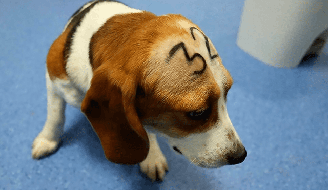 En Vivotecnia se utilizan perros beagle para pruebas de toxicidad, indican medios locales. Foto: Cruelty Free Internacional