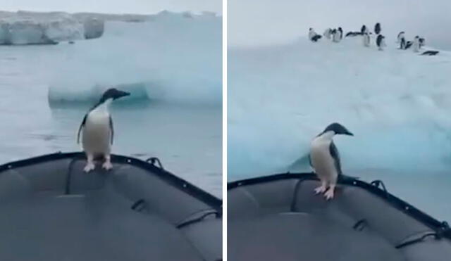Unos pescadores detuvieron su recorrido en el océano cuando se toparon con un pequeño pingüino que estaba solo en un bloque de hielo. Foto: captura de YouTube