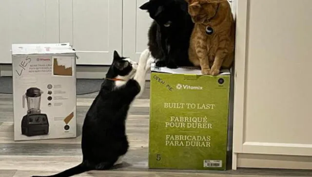 Los gatos se niegan a desocupar la caja del electrodoméstico. Foto: captura de Facebook