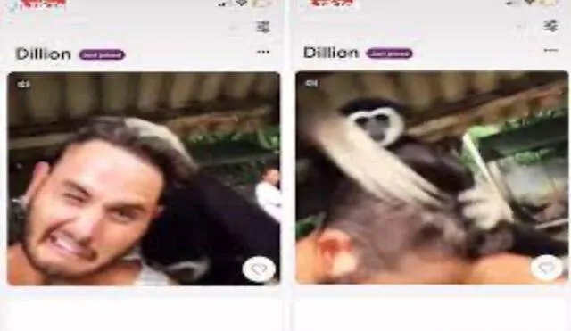 Joven muestra un video de él siendo abofeteado por un mono en su perfil de citas. Foto: captura de TikTok