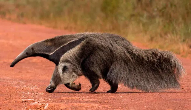 La dieta del oso hormiguero solo consiste en termitas y hormigas, insectos que le dan grandes cantidades de proteínas. Foto: infolat