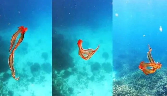 Pulpa manta fue visto después de 20 años en Australia por una bióloga marina. Foto: captura de YouTube.