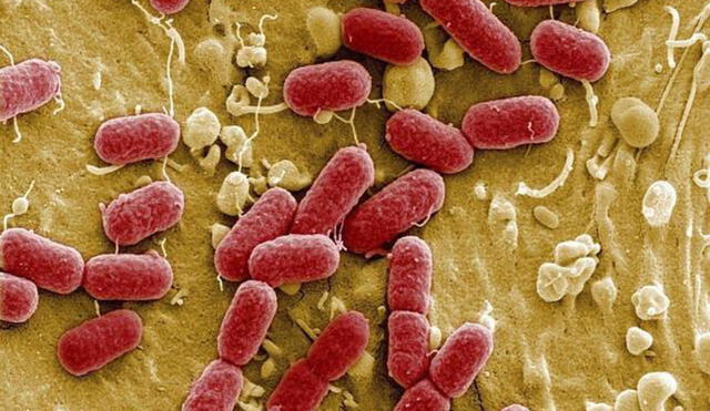 La bacteria Escherichia coli es una de las principales razones por las que se sufre diarrea con sangre. Sus efectos se amplifican en niños y adultos mayores. Su resistencia a los antibióticos preocupa. Foto: EFE