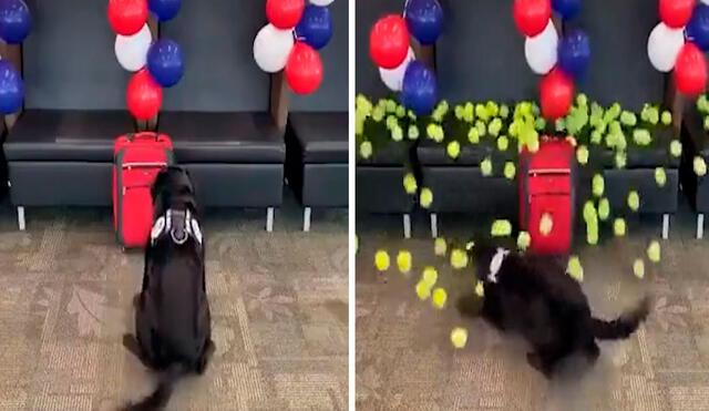 Los trabajadores de un aeropuerto armaron un plan para sorprender a un perro con una lluvia de pelotas de tenis como agradecimiento por sus 13 años de servicio. Foto: captura de YouTube