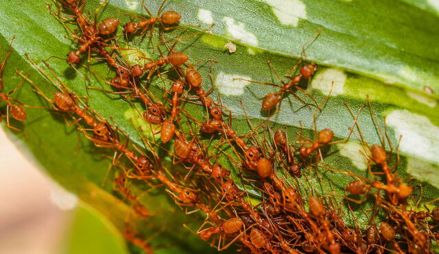 Miles de personas sueñan con hormigas, pero desconocen el significado de este sueño. Foto: centrourbano