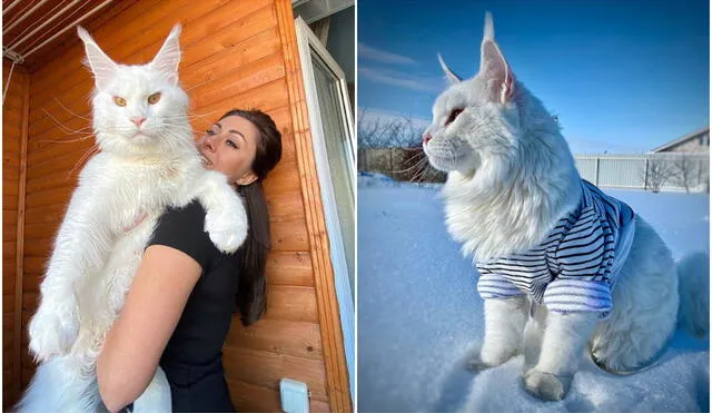 El enorme gato de una mujer no ha terminado de crecer y lo confunden con un perro. Foto: captura de TikTok.