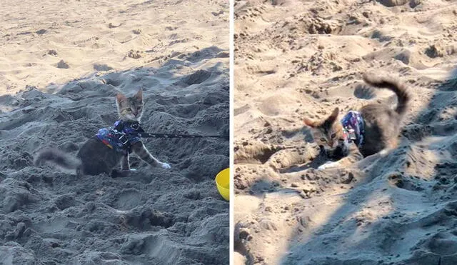 Una bañista grabó el preciso momento en que el inquieto felino se movió de un lado a otro para tratar de agarrar la arena. Foto: captura de Facebook