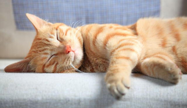 Los gatos se caracterizan por dormir durante muchas horas al día. Foto: hogarmania