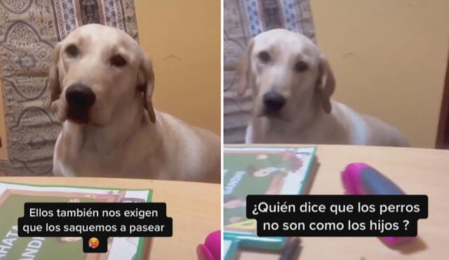 La adorable conducta de esta perrita logró cautivar a miles en las redes sociales. Foto: captura de TikTok