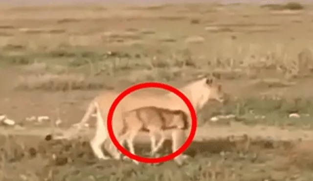 La leona protegió como a su cachorro al pequeño ñu. Foto: captura de Facebook