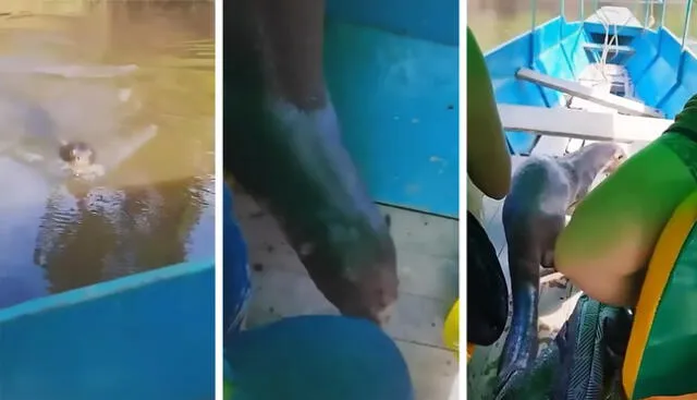 “La nutria: Inspección fluvial”, comentó un usuario de TikTok. Foto: captura de TikTok