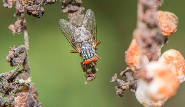 La mosca invasora Philornis downsi mide un centímetro y tiene un mapa de venas en el ala, que la hace única a nivel taxonómico. Foto: Sam Rowley