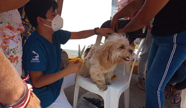 Se conoció que se puede donar: pelos de mascotas, botas, guantes de nitrilo, mallas mosquiteras, pantimedias. Foto: LR