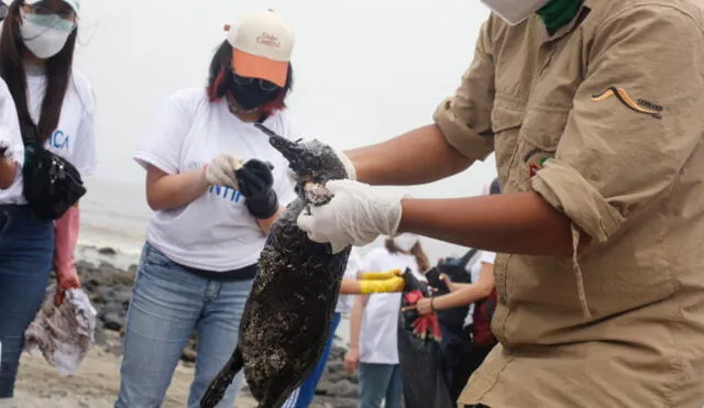 Personal de Sernanp y voluntarios durante rescate de animales en las playas de Ancón. Foto: Carlos Contreras/La República