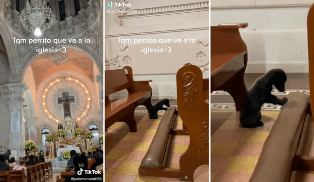 El perrito llegó a la iglesia y se sentó en una de las bancas vacías ‘para orar por cariño y alimentación. Foto: captura de TikTok