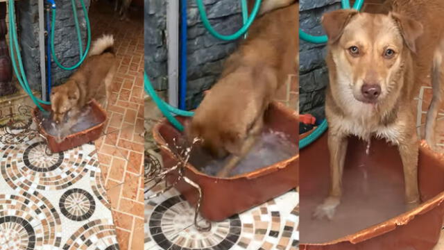 La mujer trató de calmar a su mascota. Foto: captura de YouTube