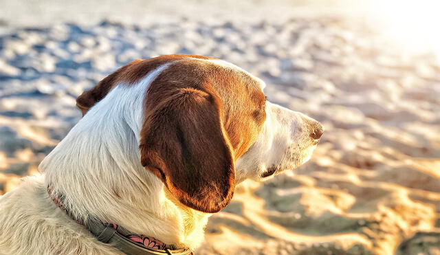 Los animales, al igual que los humanos, pueden sufrir golpes de calor que perjudican su salud. Foto: Unsplash