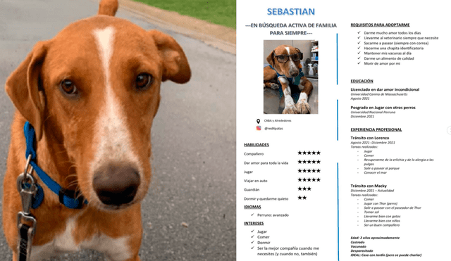 Ahora Sebastián contará con una familia que se preocupe por sus necesidades y, sobre todo, le brinde cariño, así como mucho amor.  Foto: captura de Facebook