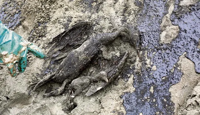 Muerte de ave y su cría. Solo en la Zona Reservada Lomas de Ancón se han hallado 35 aves sin vida y otras 50 afectadas. Foto: Félix Contreras/La República