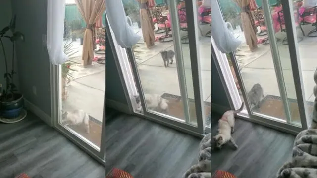 El perrito acompañó al felino cuando abrió la puerta. Foto: captura de YouTube