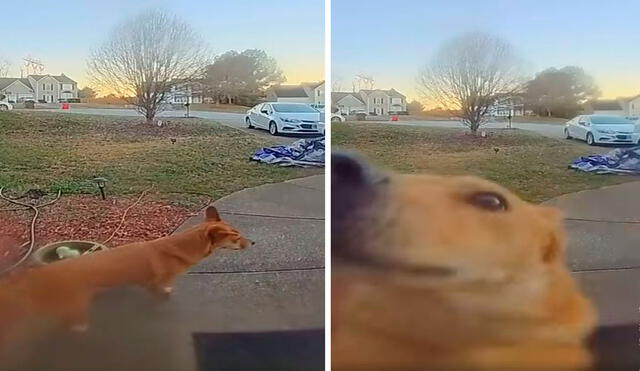 Una mujer puso una cámara de seguridad para demostrar la habilidad de su querida mascota para pedir que lo dejen ingresar a su vivienda. Foto: captura de YouTube