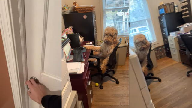 El animal luciendo como un trabajador de oficina. Foto: captura de YouTube