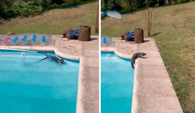 Los miembros de la familia hicieron todo lo posible para alejar a un lagarto que se sumergió en el agua sin problemas a causa del calor. Foto. Captura de YouTube