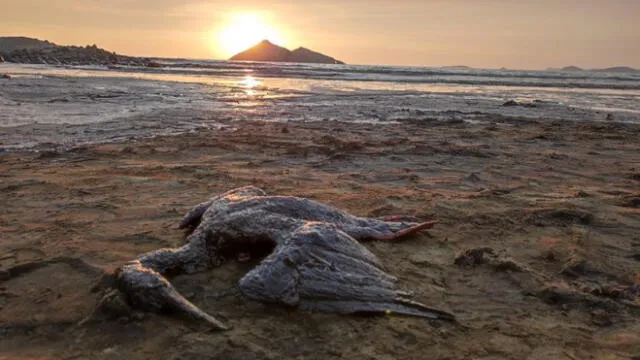 Hidrocarburo es contaminante y tóxico para la flora y fauna. Foto: difusión