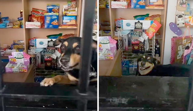 Unas jóvenes acudieron a un local para comprar algunos productos cuando se dieron con la sorpresa de que un perrito se encontraba en el interior. Foto: captura de Facebook