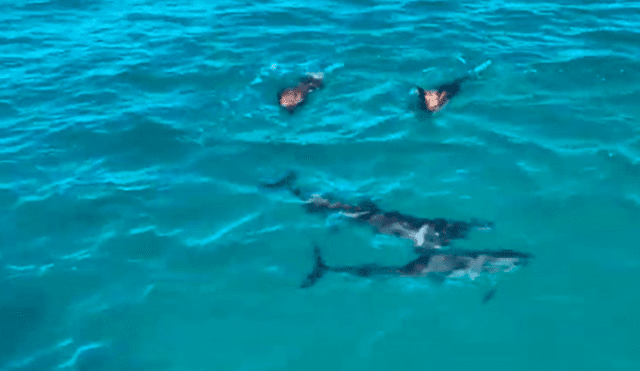 Los animales se unieron para disfrutar del paseo y del cálido clima de las Bahamas. Foto: captura de YouTube